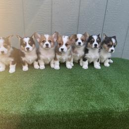 Pembroke Welsh Corgi Puppies from Chases Dream Kennel