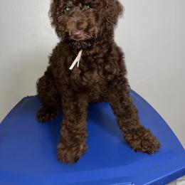 Miel Pink Collar - Brown female Poodle puppy in Valdosta, Georgia from Posh Poodles