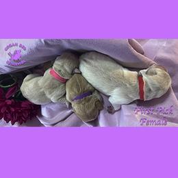 First Pick Yellow Female - Yellow female Labrador Retriever puppy in Greater Houston Area, Texas from Coram Deo Retrievers