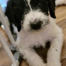 Labradoodle Puppies from Tyson's Farm Doodles
