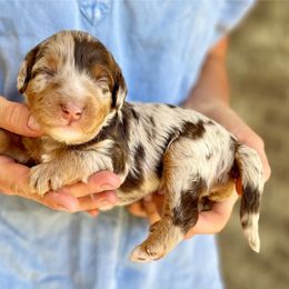 Zephyr - Chocolate merle male Bernedoodle puppy in Mapleton, Utah from Natural Doodle Life