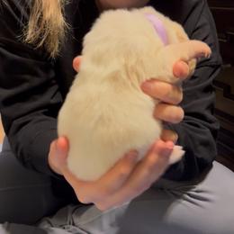 Penelope - Lemon and white female Basset Hound puppy in Dalton, Georgia from Pride Rock Basset Hounds