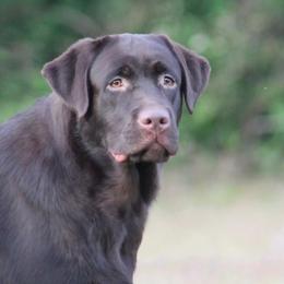 Veda - Labrador Retriever