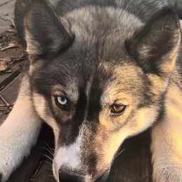 Siberian Huskies from Howlin’ Husky Farms