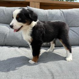 Hazel - Black tri female Miniature Australian Shepherd puppy in Marion, Michigan from Highland Hills Mini Aussies