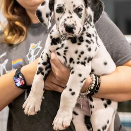 Hurricane - White and black male Dalmatian puppy in Cleveland, Texas from Arrowhead Dalmatians