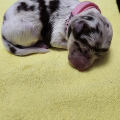 Aylin - White and blue merle female Bordoodle puppy in New Oxford, Pennsylvania from The Weekend Farm