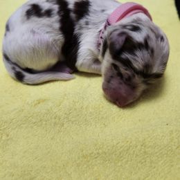 Aylin - White and blue merle female Bordoodle puppy in New Oxford, Pennsylvania from The Weekend Farm
