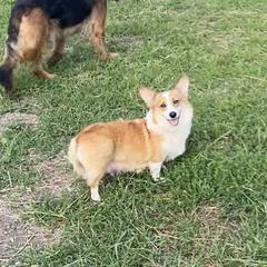 Dotty - Pembroke Welsh Corgi