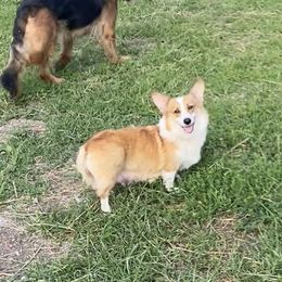 Dotty - Pembroke Welsh Corgi