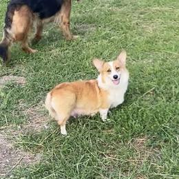 Dotty - Pembroke Welsh Corgi