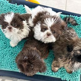 Shih Tzu Puppies from Arizona Sunrise Shih Tzus