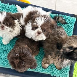 Shih Tzu Puppies from Arizona Sunrise Shih Tzus