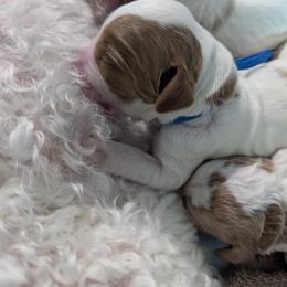 Rain - Parti male Goldendoodle puppy in Sioux Falls, South Dakota from Dolly's Doodles