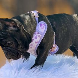 BETTY - Brindle French Bulldog puppy in Tucson, Arizona from The Origin French Bulldogs