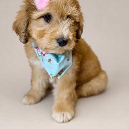Alyeska - female Australian Mountain Doodle puppy in Lookout, California from Remington Kennels, LLC