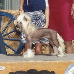 Bling - Chinese Crested