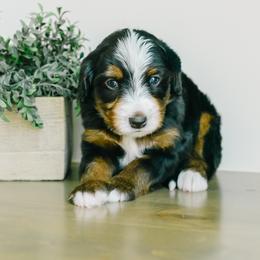 Bones - Tri-color male Bernedoodle puppy in Spanish Fork, Utah from K Brand Doodles