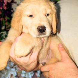 Red - Dark golden male Golden Retriever puppy in San Tan Valley, Arizona from Top Gun Golden Retrievers