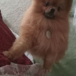 Teddy - Pomeranian