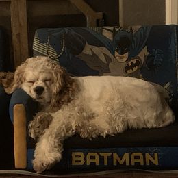 Rilley - Cocker Spaniel