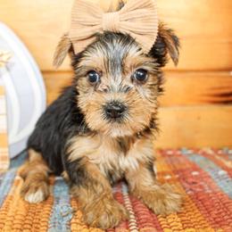 Abbie - Black and tan female Yorkshire Terrier puppy in Hugo, Oklahoma from Ann R.