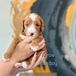 Arrow - Red  male Goldendoodle puppy in Orangevale, California from Ugly Dad Doodles