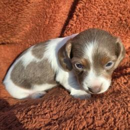 Bambi - Piebald female Dachshund puppy in Washburn, Tennessee from Broken Arrow Miniature Dachshunds