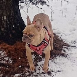 Meisje - French Bulldog