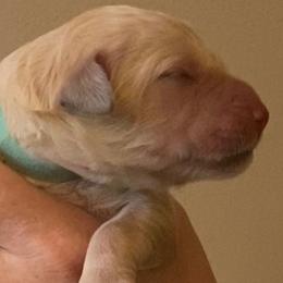 "Juniper, born 2/6/2020" Goldendoodle, Golden Retriever, and Sheepadoodle Puppies from Guppy Puppies