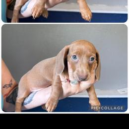 Female 4 - Red female Dachshund puppy in Charlotte County, Florida from Doxie Den
