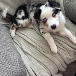 Australian Shepherd and Miniature American Shepherd Puppies from Alolan Angel Aussies