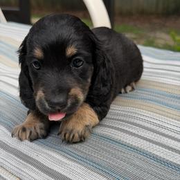 Boy 3 - Black and tan male Dachshund puppy in Jacksonville, Florida from Little Lords & Ladies Dachshunds