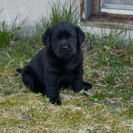 Labrador Retriever Puppies from Maynard’s Labs