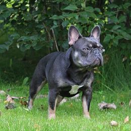 Millie - French Bulldog