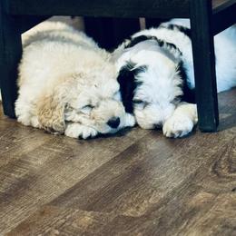 Aussiedoodle and Bernedoodle Puppies from Little Hawcreek Doodles