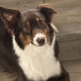 Australian Shepherds from Southern Copper Sun Aussies