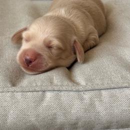 Louie - Cream male Dachshund puppy in Mc Donough, Georgia from Hot Diggity Doxies