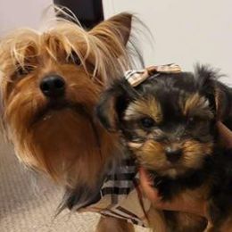 Goldendoodles and Yorkshire Terriers from Royal yorkies & pampered pups LLC