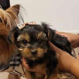 Goldendoodles and Yorkshire Terriers from Royal yorkies & pampered pups LLC
