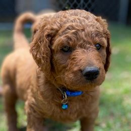 Goldendoodles from Lovable Goldendoodles