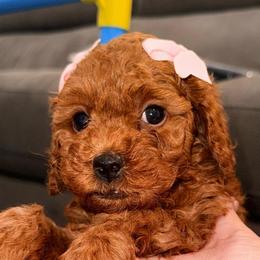 Honeybun - Red  female Goldendoodle puppy in Miami, Florida from Haus of Pawz