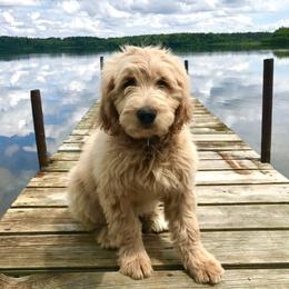 Goldendoodle Puppies from Lakeside Doodles