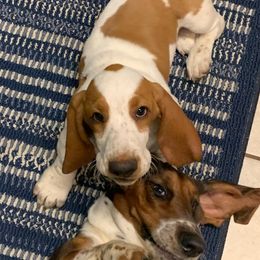 Basset Hounds from Holub's Hounds