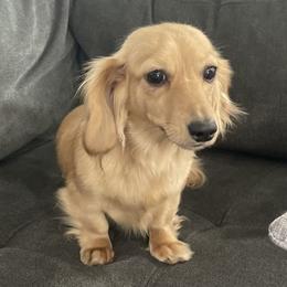 Daisy - Dachshund
