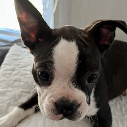 Boston Terriers from Bandloki Boston Terrier