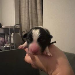 Confetti (Green) - Tri-color male Border Collie puppy in Lodi, California from R3 Sport Dogs (Rafter 3 Ranch)