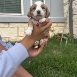 Scout - Brown white and tan Cockapoo puppy in Elgin, Texas from Good Grief Doodles