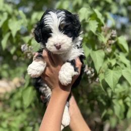 Frito - Tri-color male Bernedoodle puppy in Northglenn, Colorado from Colorado Bernedoodle Babies