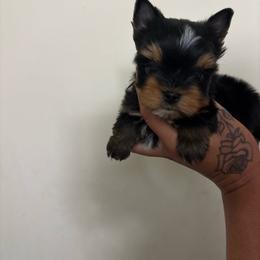Boy 1 - Black and tan male Yorkshire Terrier puppy in Cornelia, Georgia from Kruz Kennels